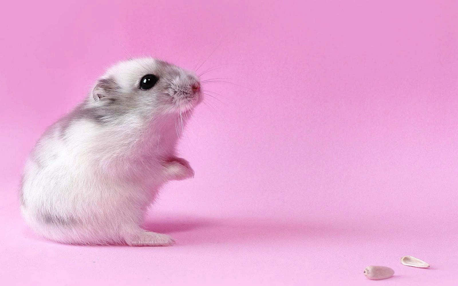 A Small White Hamster Is Standing On A Pink Background Wallpaper