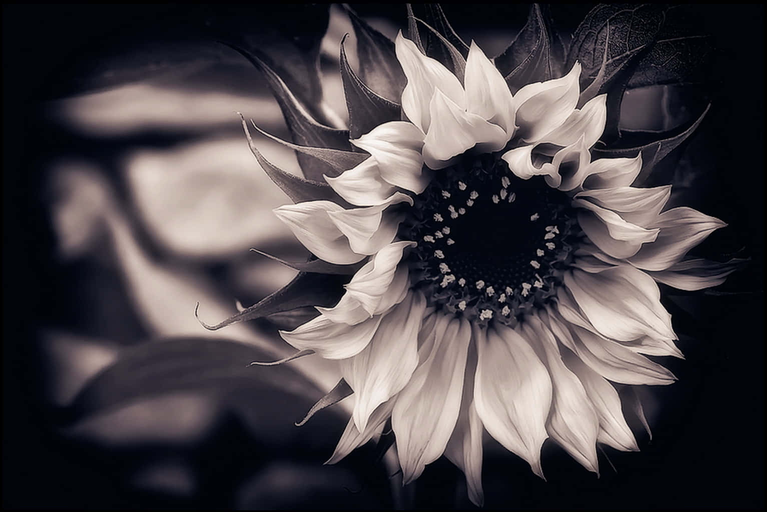 A Solitary Dark Sunflower Against A Bright Backdrop Wallpaper