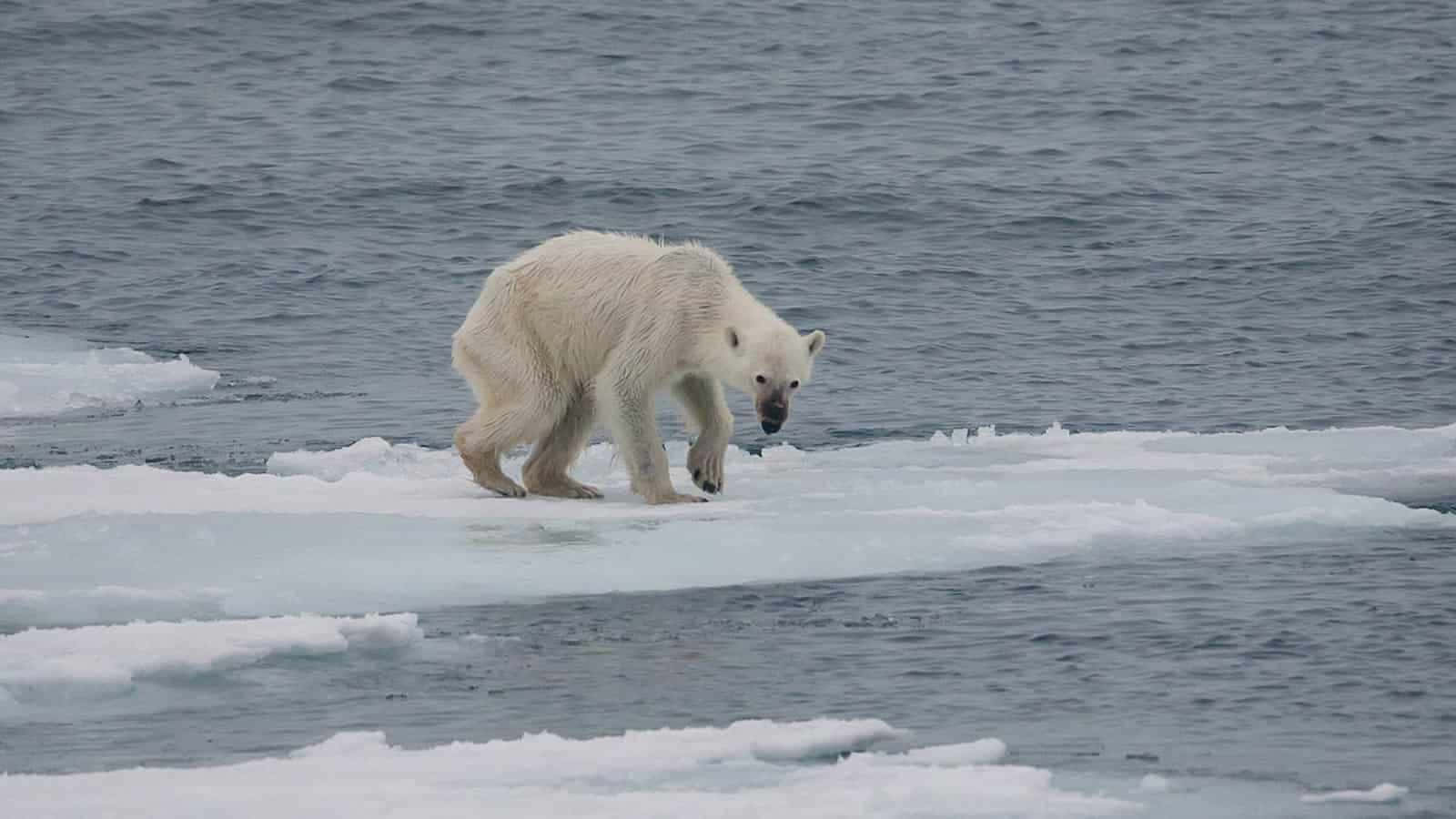 A Striking Look At The Cruel Impact Of Climate Change Wallpaper