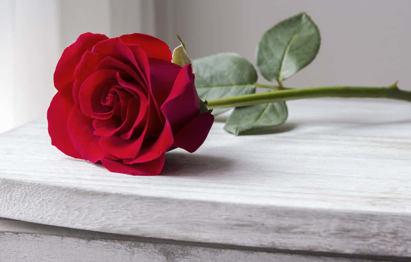A Stunning Bouquet Of Red Roses. Wallpaper