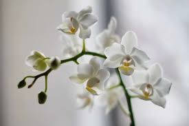 A Stunning Display Of Graceful White Orchids Wallpaper