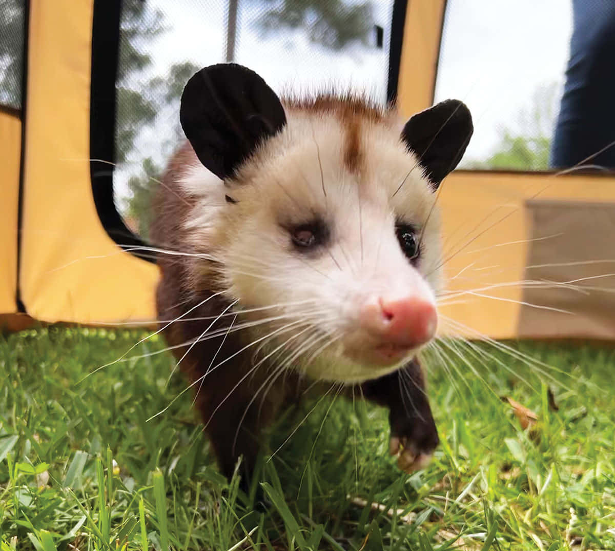 A Stunning Shot Of The Opossum In The Wild Wallpaper