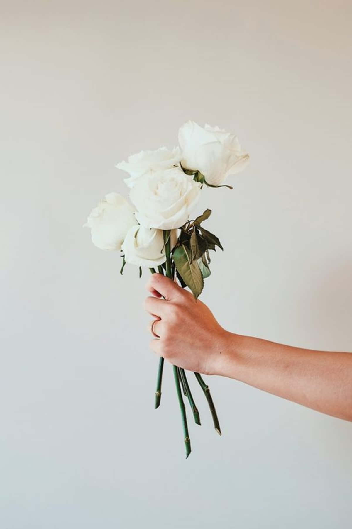 A Stunning, Single White Rose Emitting A Tranquil, Peaceful Aesthetic Wallpaper