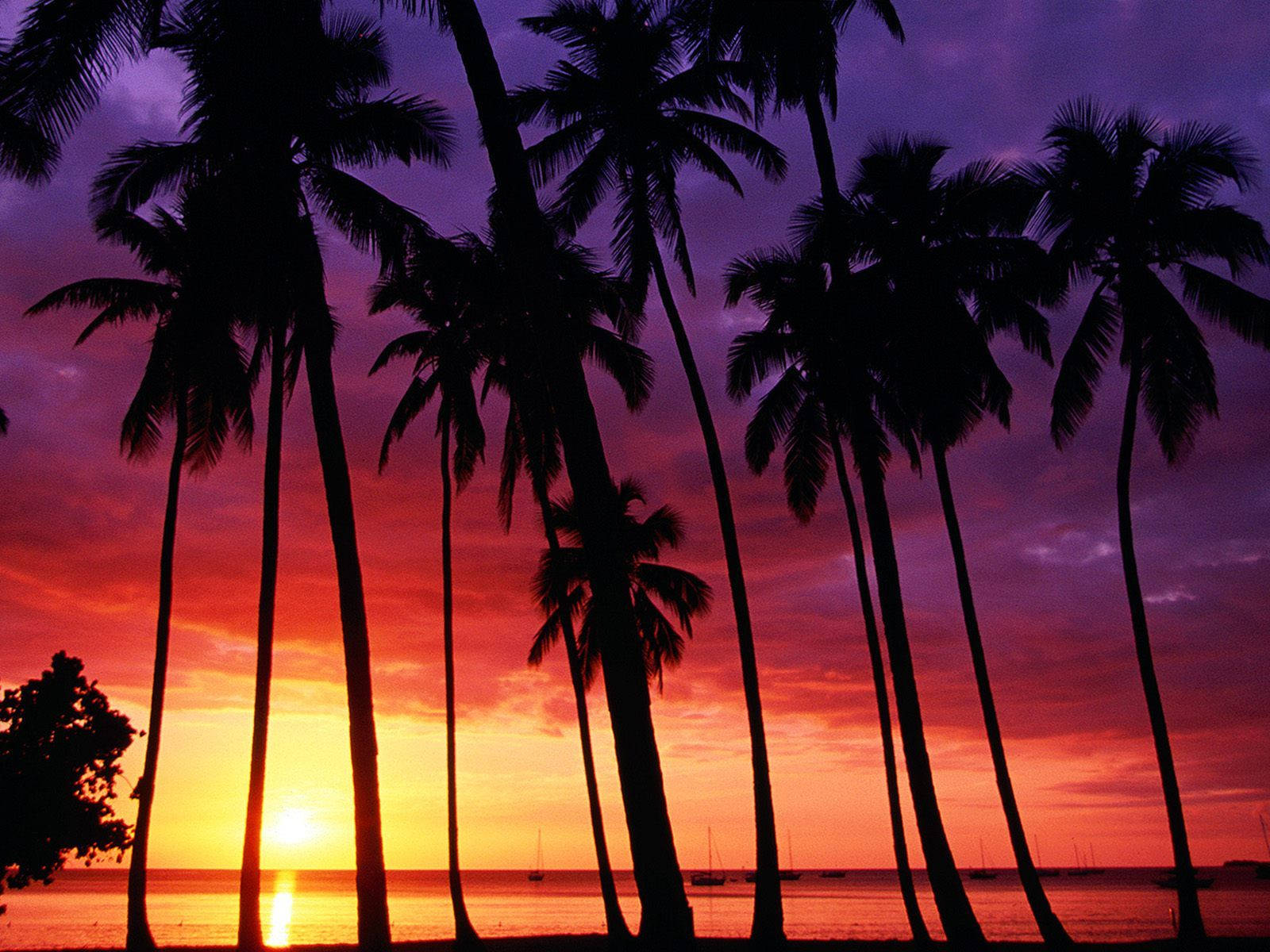 A Sunset With Palm Trees Wallpaper