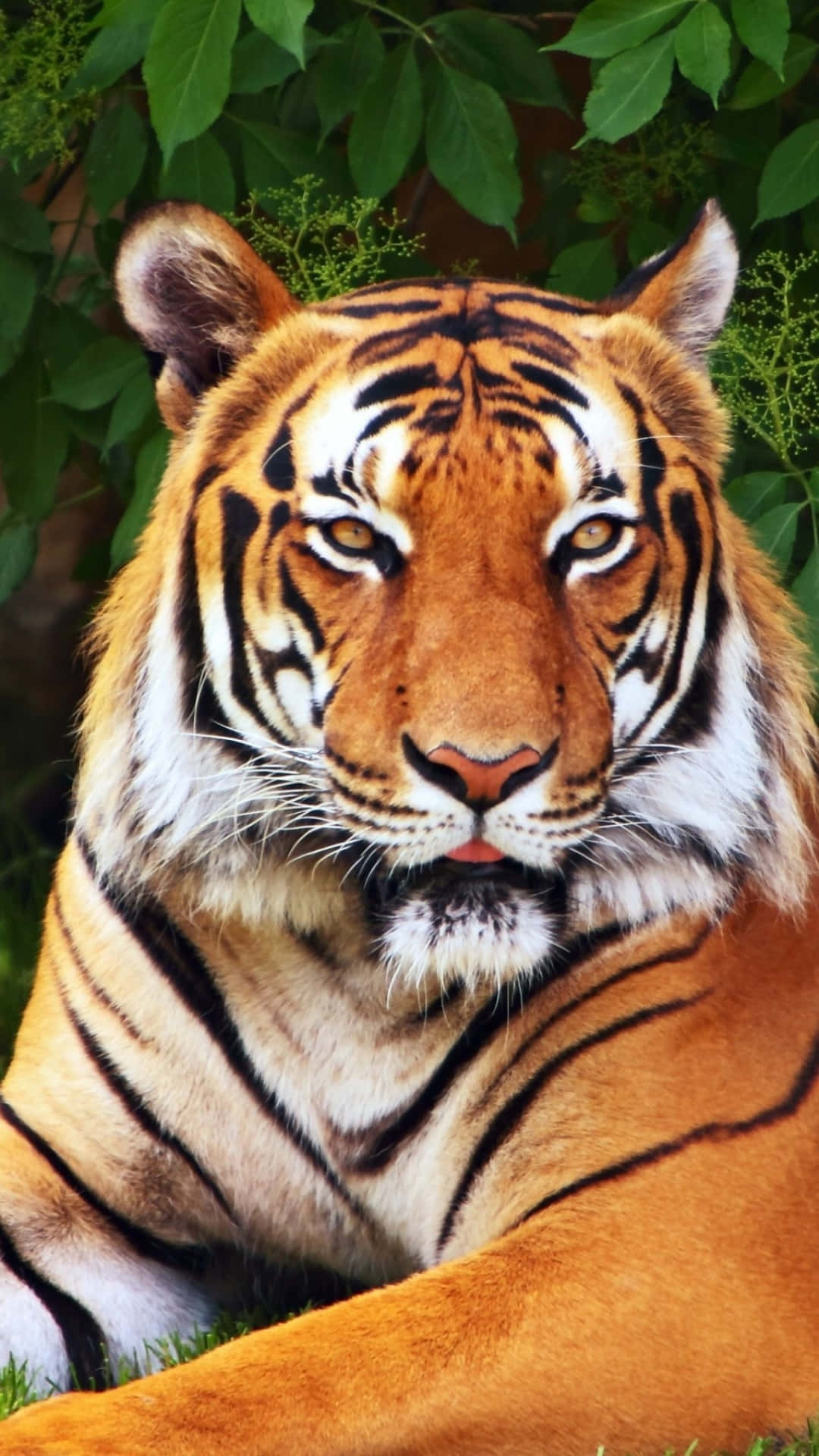 A Tiger Is Laying Down In The Grass Wallpaper