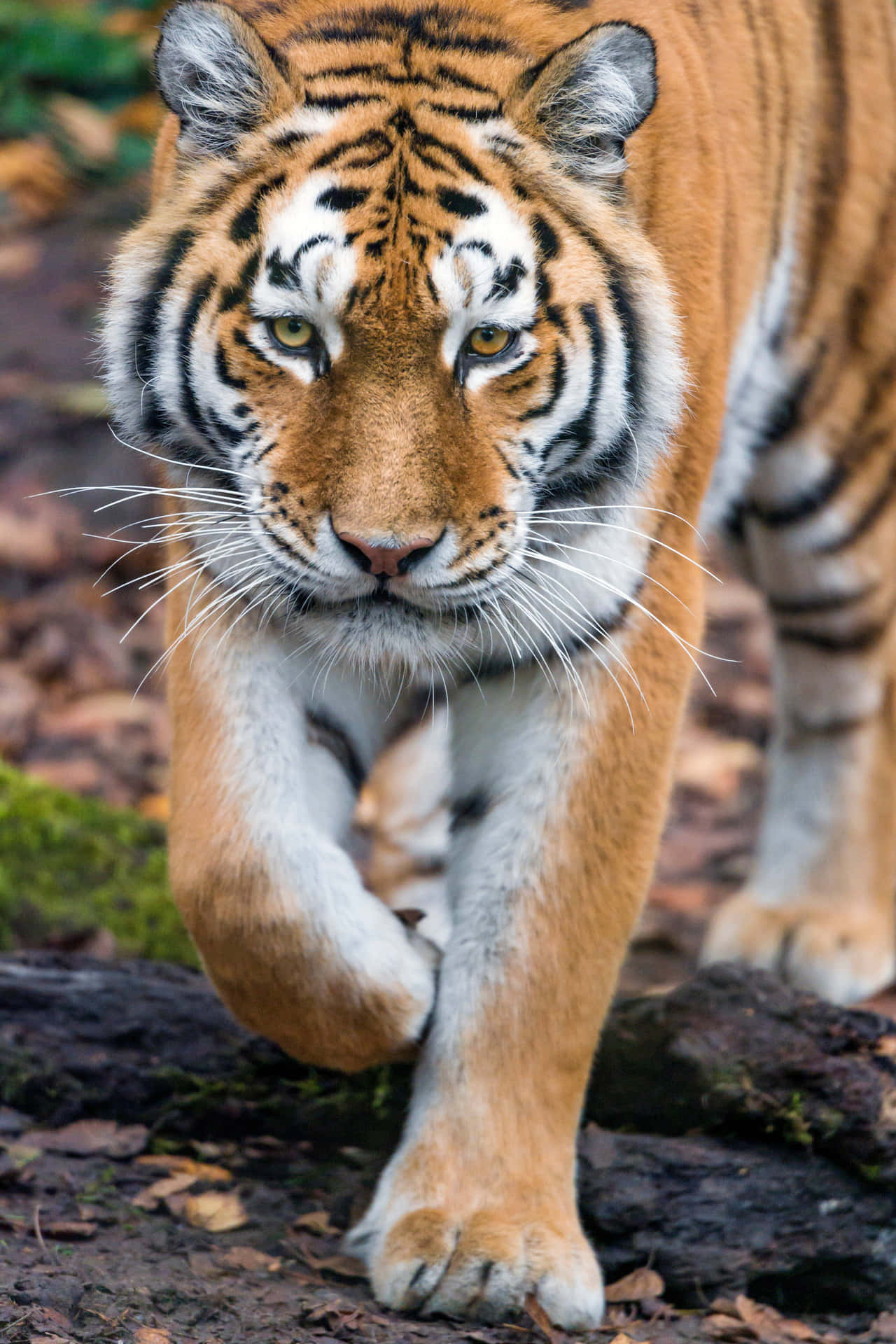 A Tiger Walking Through The Woods Wallpaper