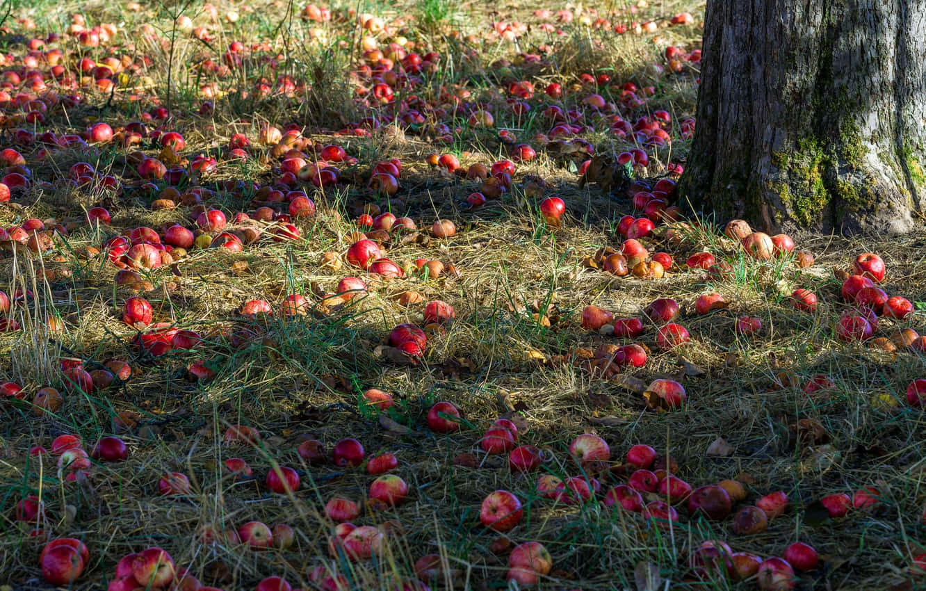 A Tree With A Lot Of Apples Wallpaper