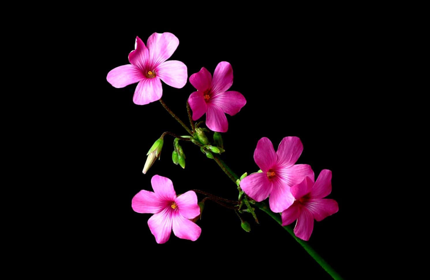 A Vibrant And Beautiful Combination Of Black And Pink Floral Wallpaper