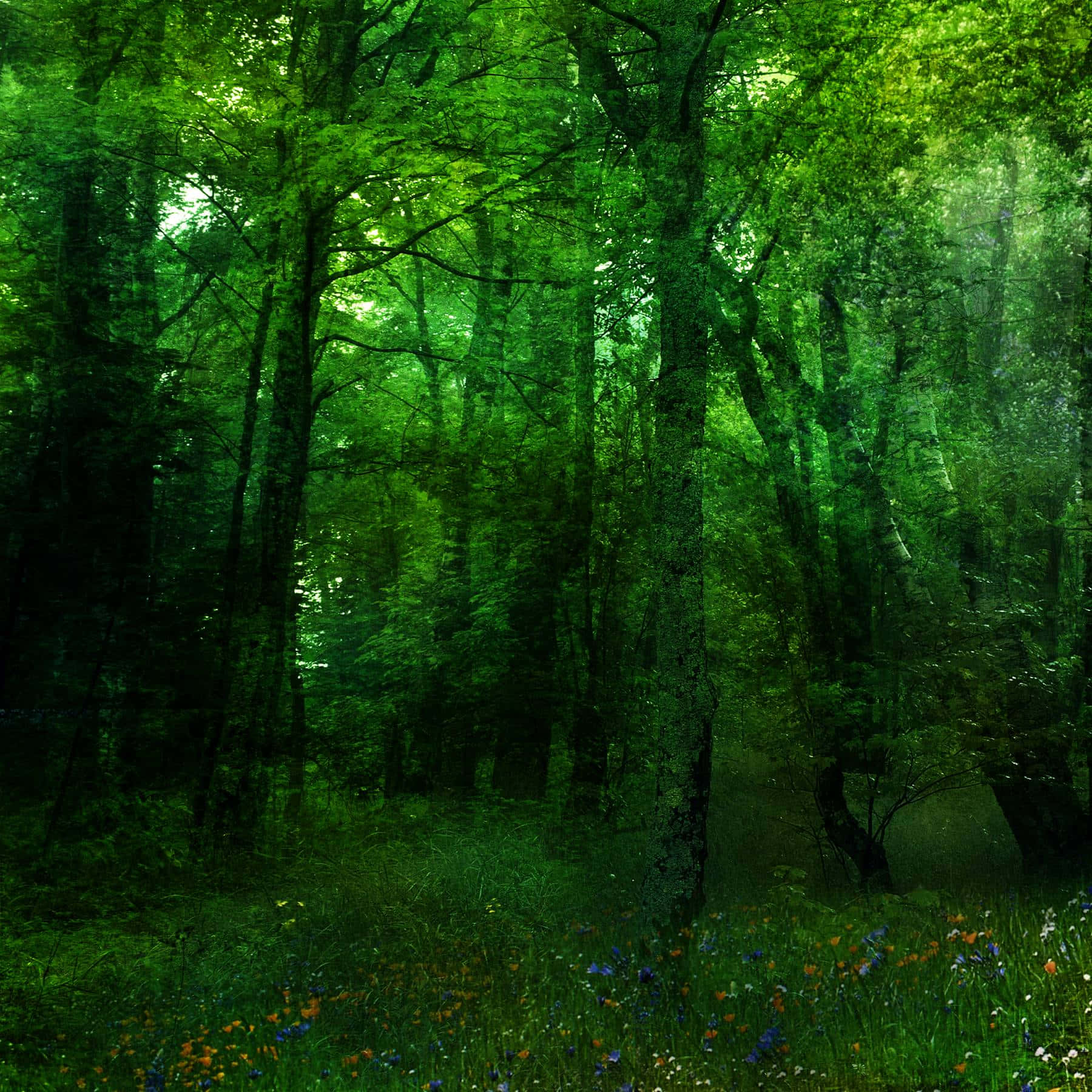 A Vibrant And Beautiful Forest Of Green Plants In All Shapes And Sizes. Wallpaper