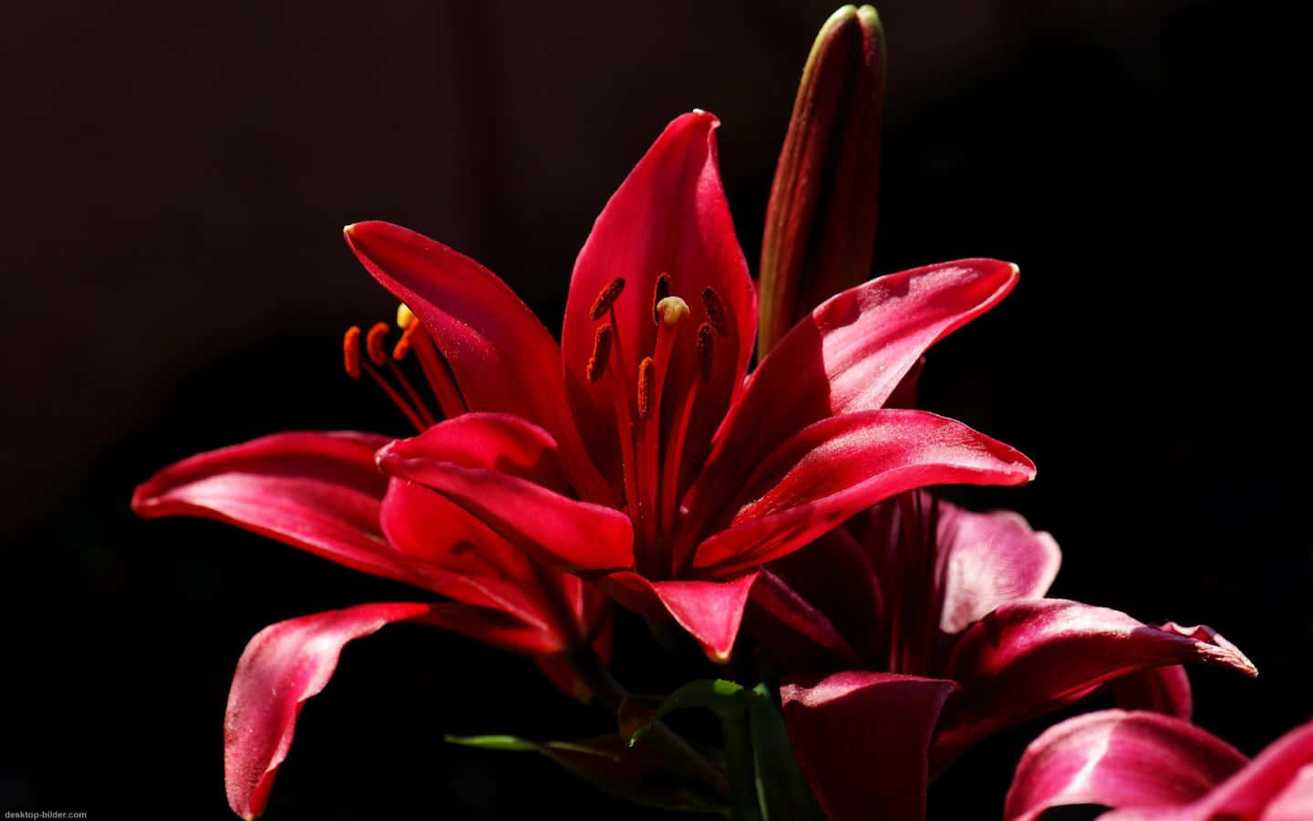 A Vibrant Close-up Of A Wood Lily In Full Bloom Wallpaper