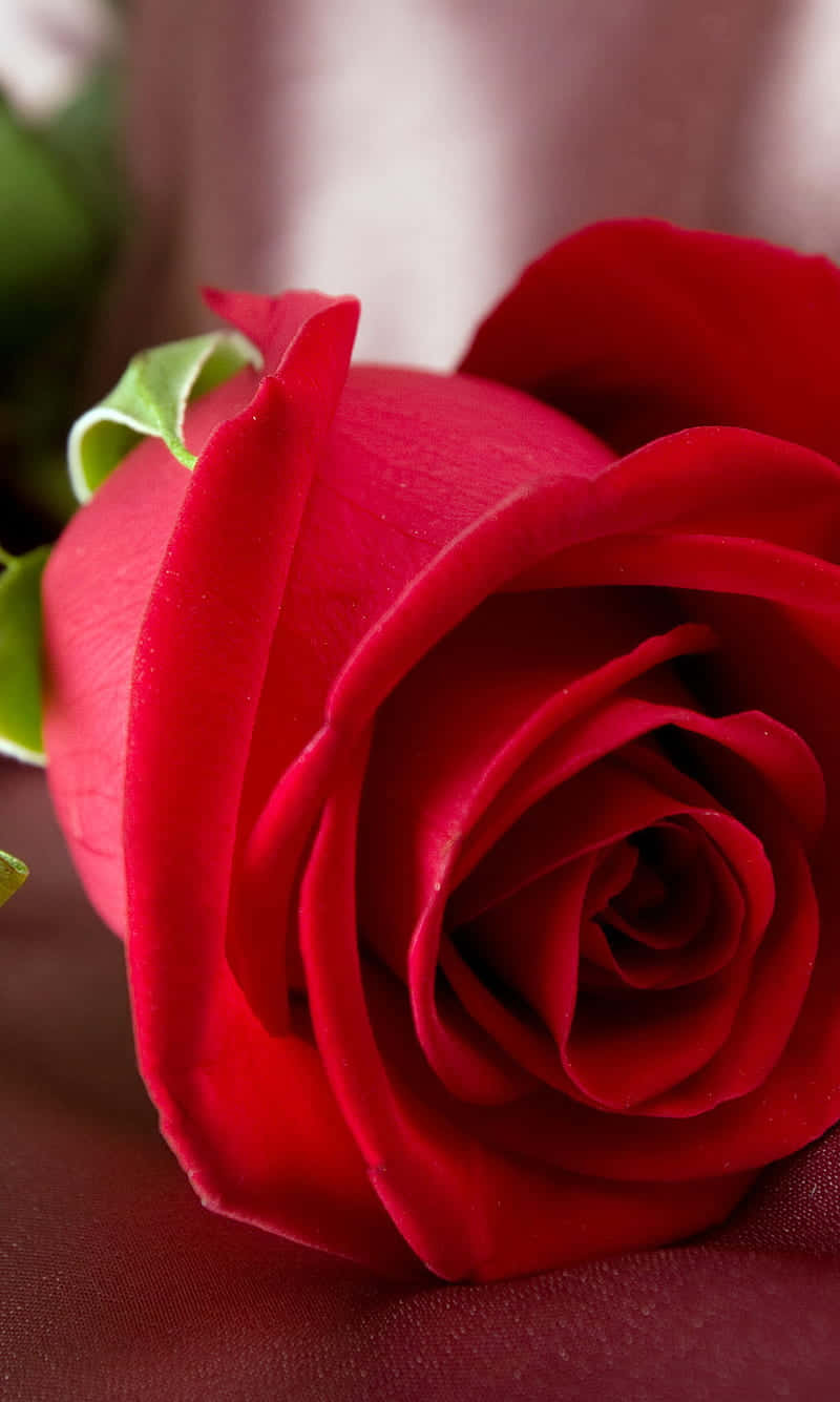 A Vibrant, Fluffy Cute Rose Wallpaper