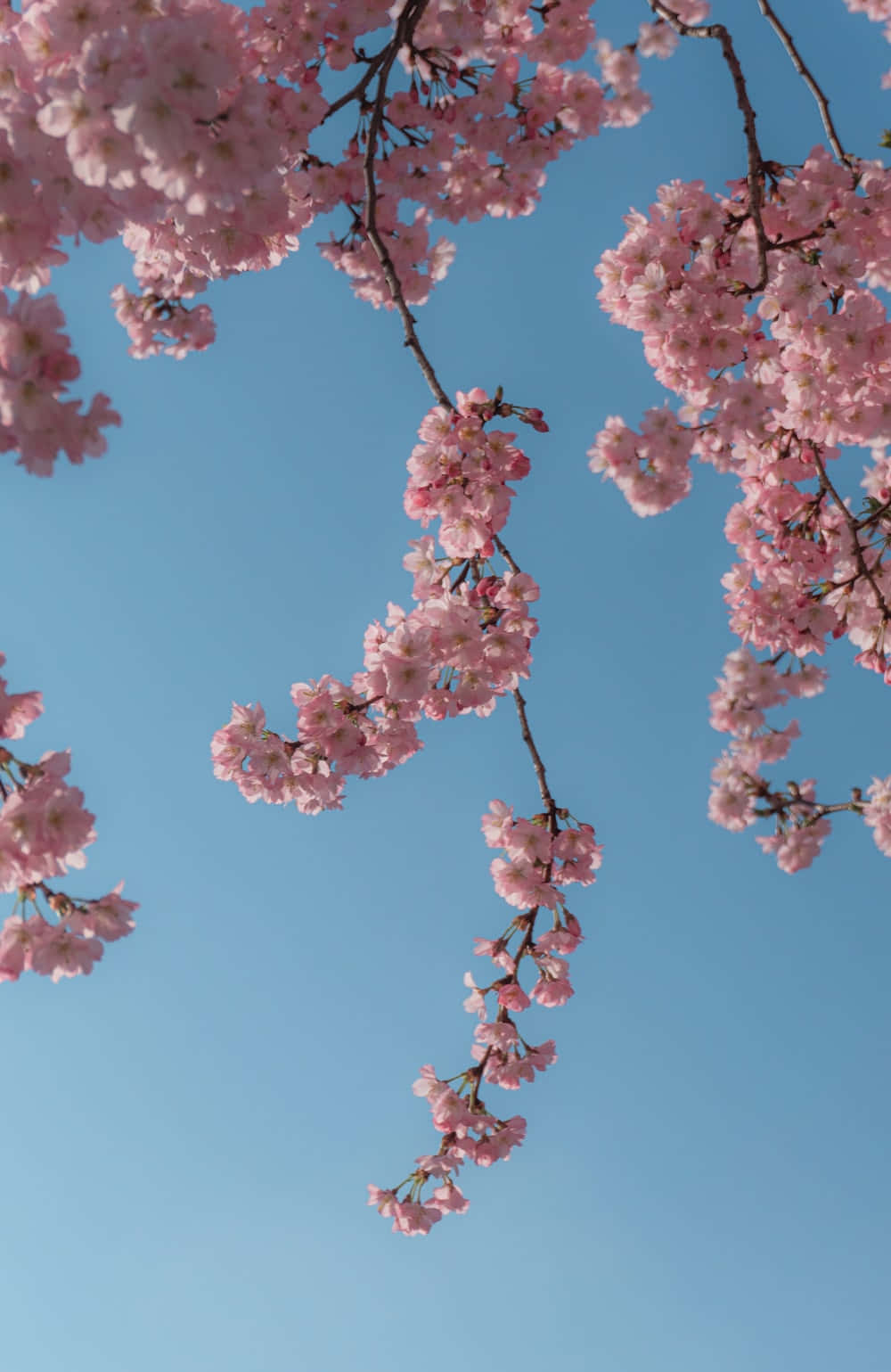 A Vibrant, Pink And Blue Aesthetic To Brighten Up Any Room. Wallpaper