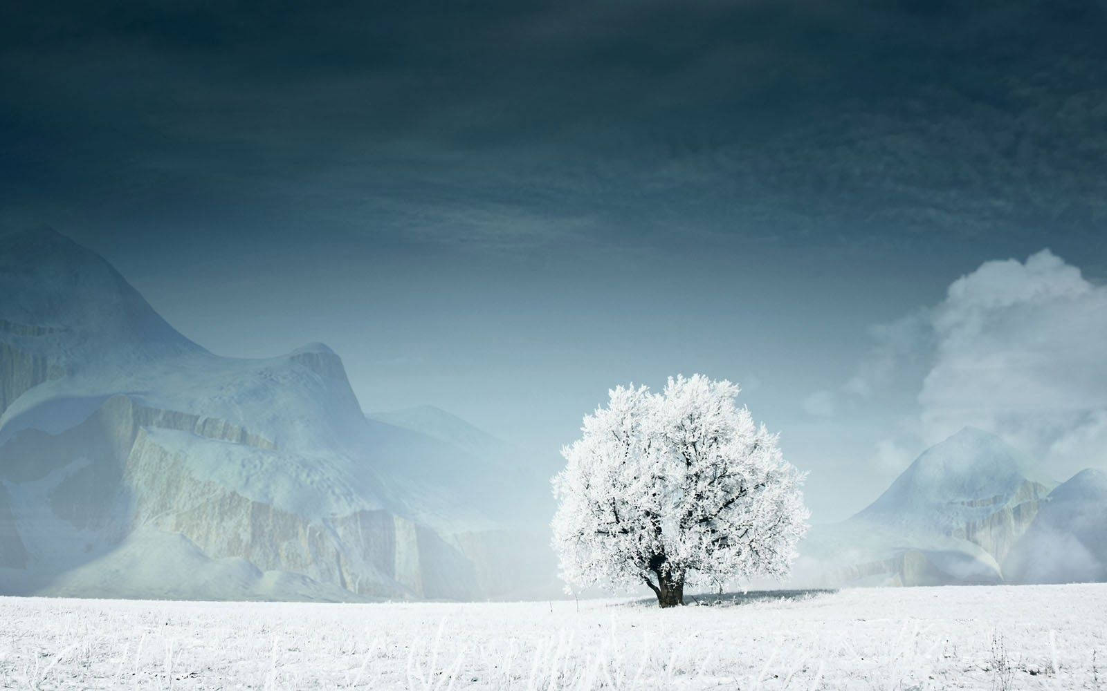 A View Of A White Tree Standing Tall Against A Blue Sky Wallpaper