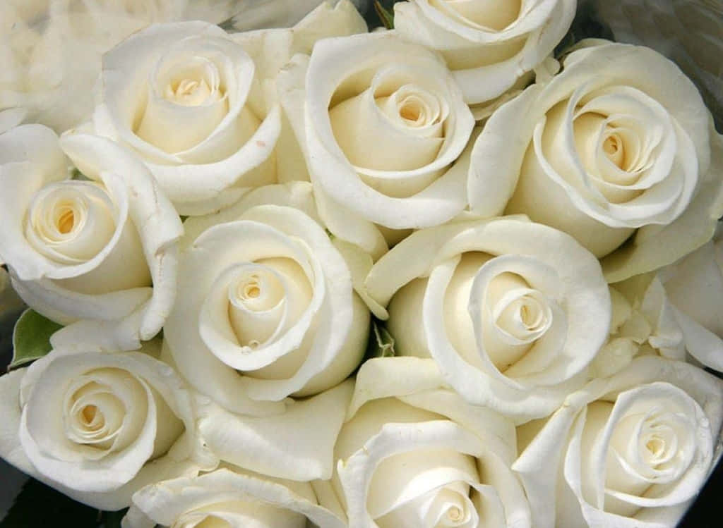A White Rose In Full Bloom Wallpaper