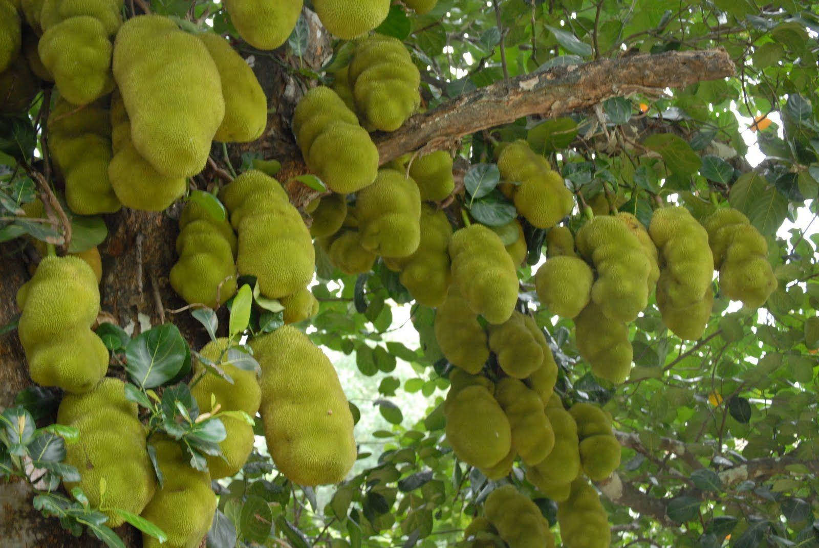 Abundant Harvest: Jackfruit Tree Laden With Fruit Wallpaper