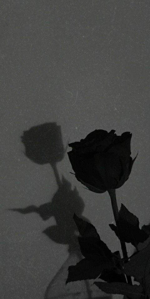 Abyss-colored Black Rose Iphone Wallpaper