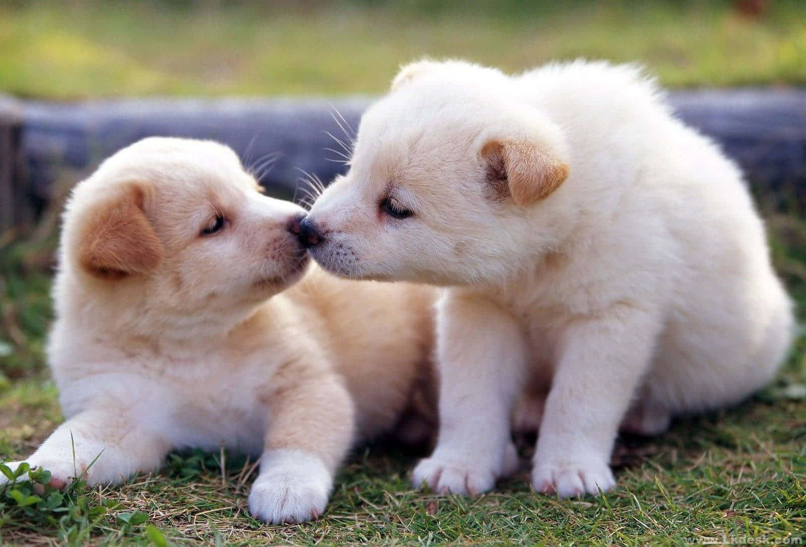 Adorable And Sweet Fluffy Puppy Wallpaper