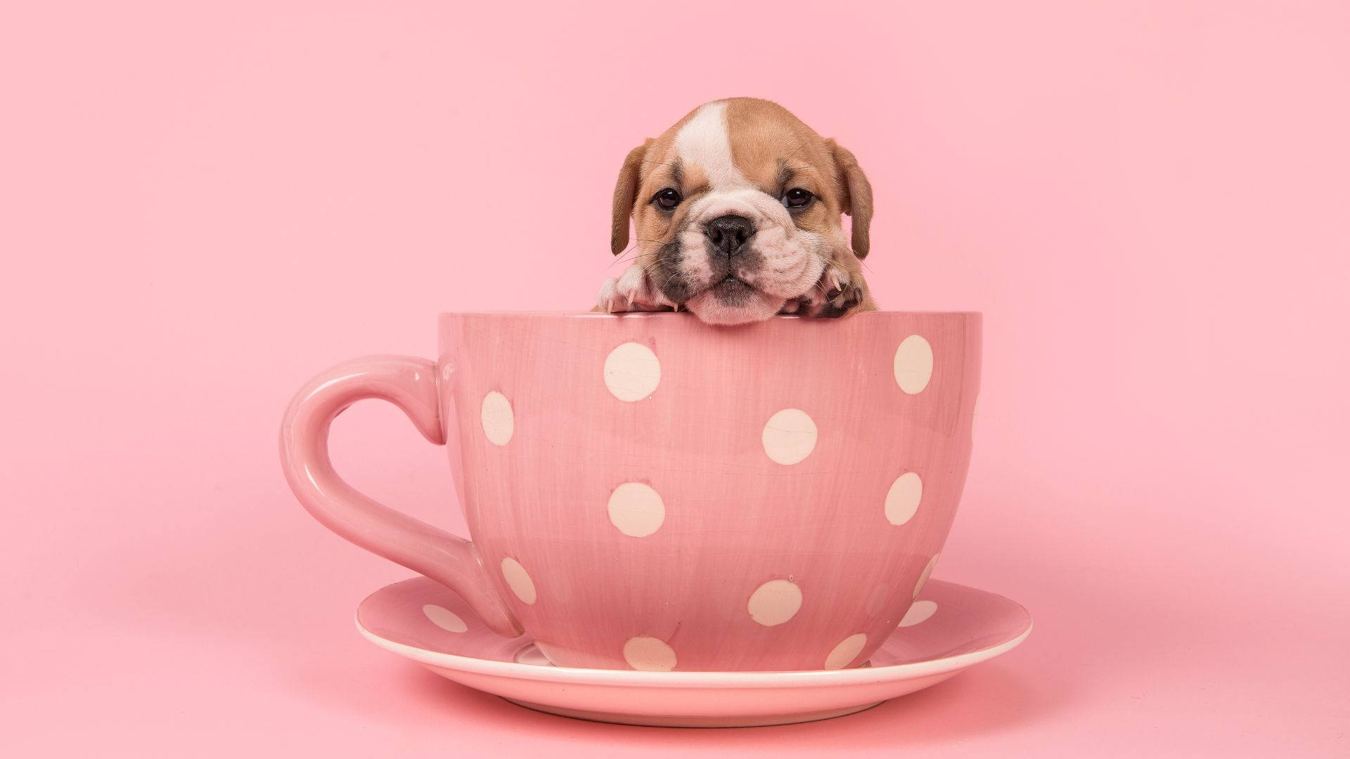 Adorable Baby English Bulldog In Pink Room Wallpaper