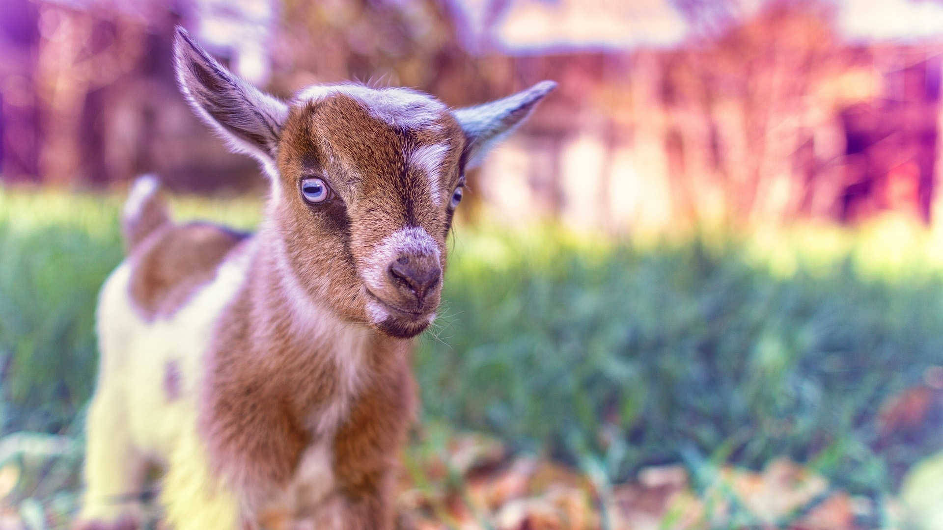 Adorable Baby Goat Majestically Posed For A Close-up Wallpaper