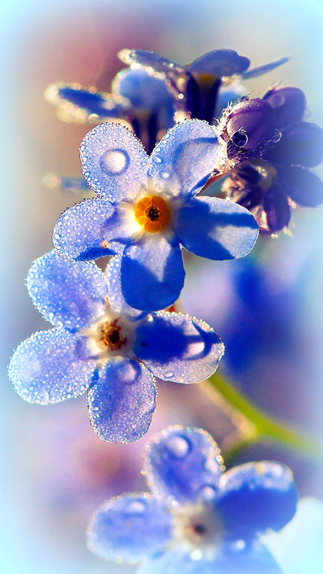 Free Adorable Blue Forget Me
