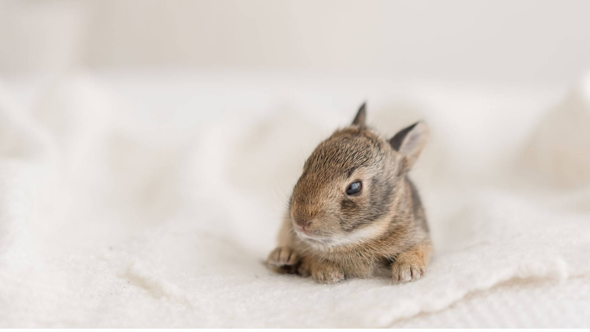 Adorable Brown Baby Bunny Wallpaper