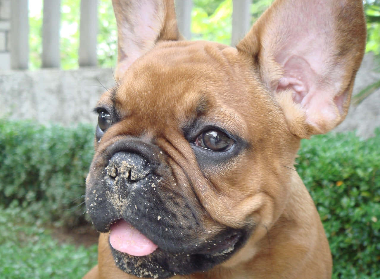 Adorable Brown French Bulldog With Amazed Look Wallpaper