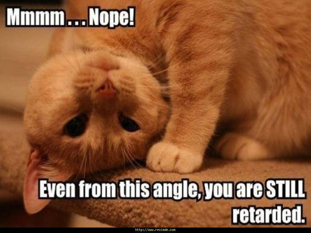 Adorable Cat Meme Wallpaper
