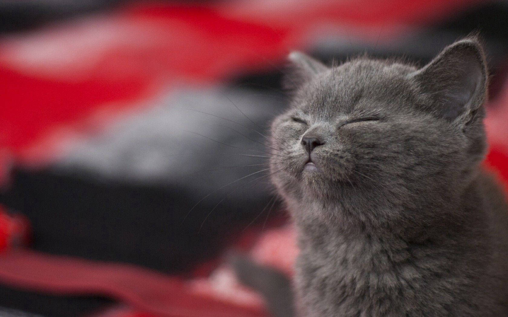 Adorable Gray Cat Taking A Nap Wallpaper