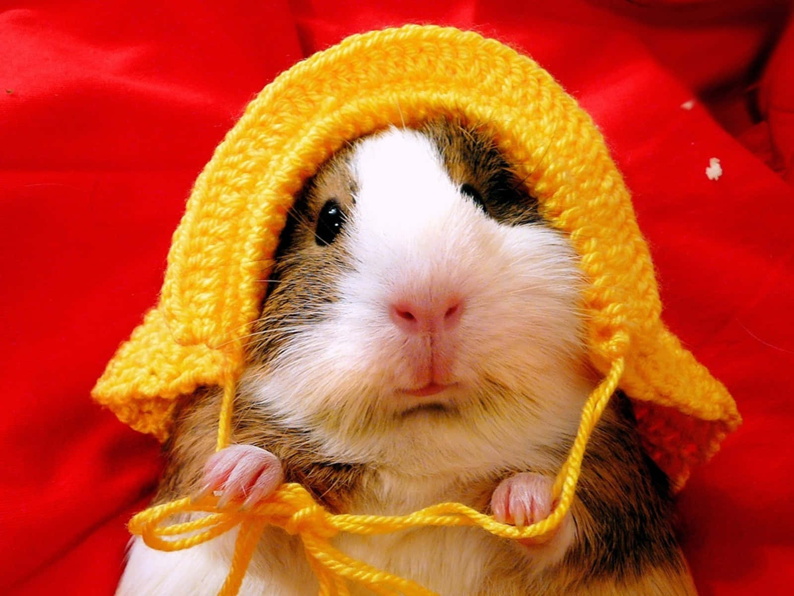 Adorable Hamster Posing For A Photo Wallpaper