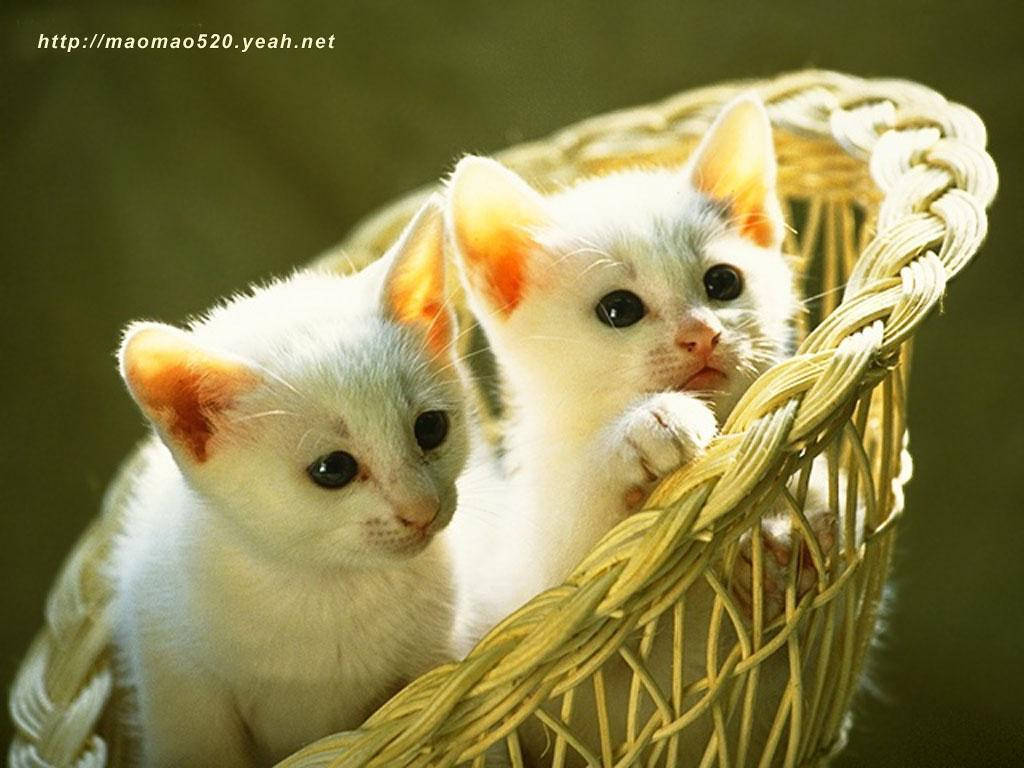 Adorable Kittensin Basket Wallpaper