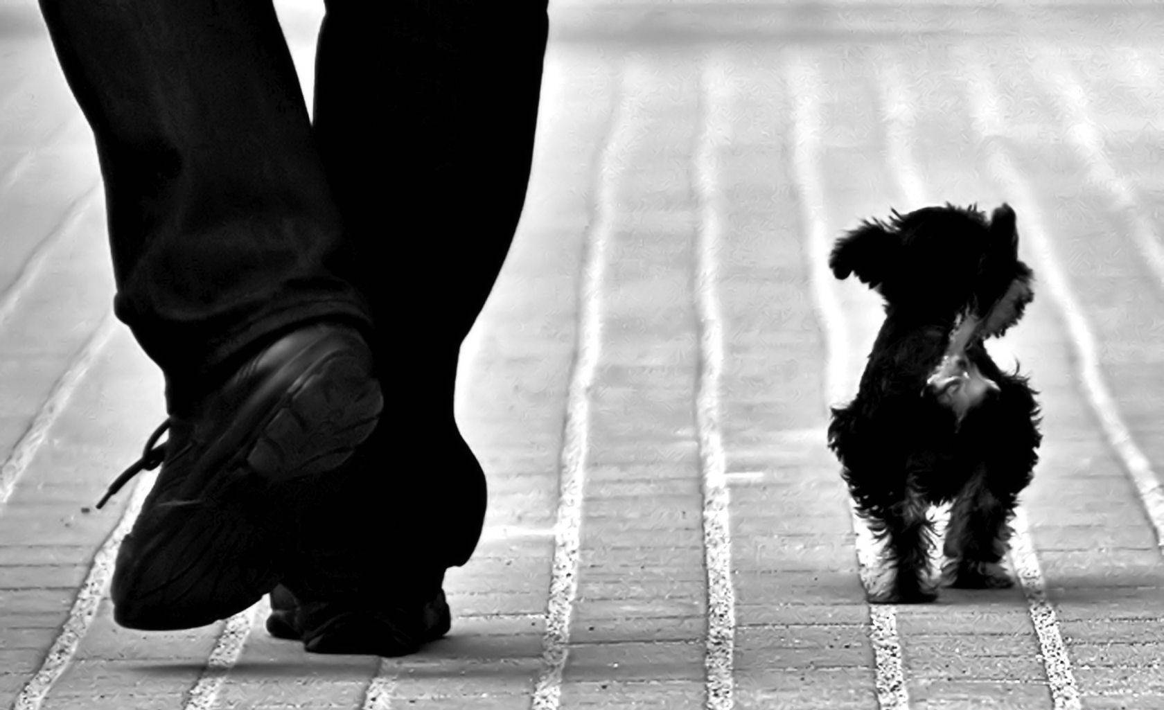 Adorable Tiny Black And White Dog With Its Human Companion Wallpaper