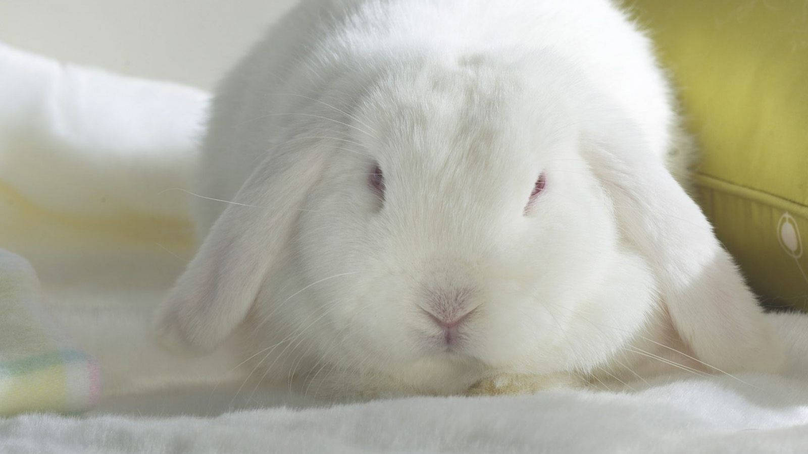 Adorable White Rabbit Wallpaper