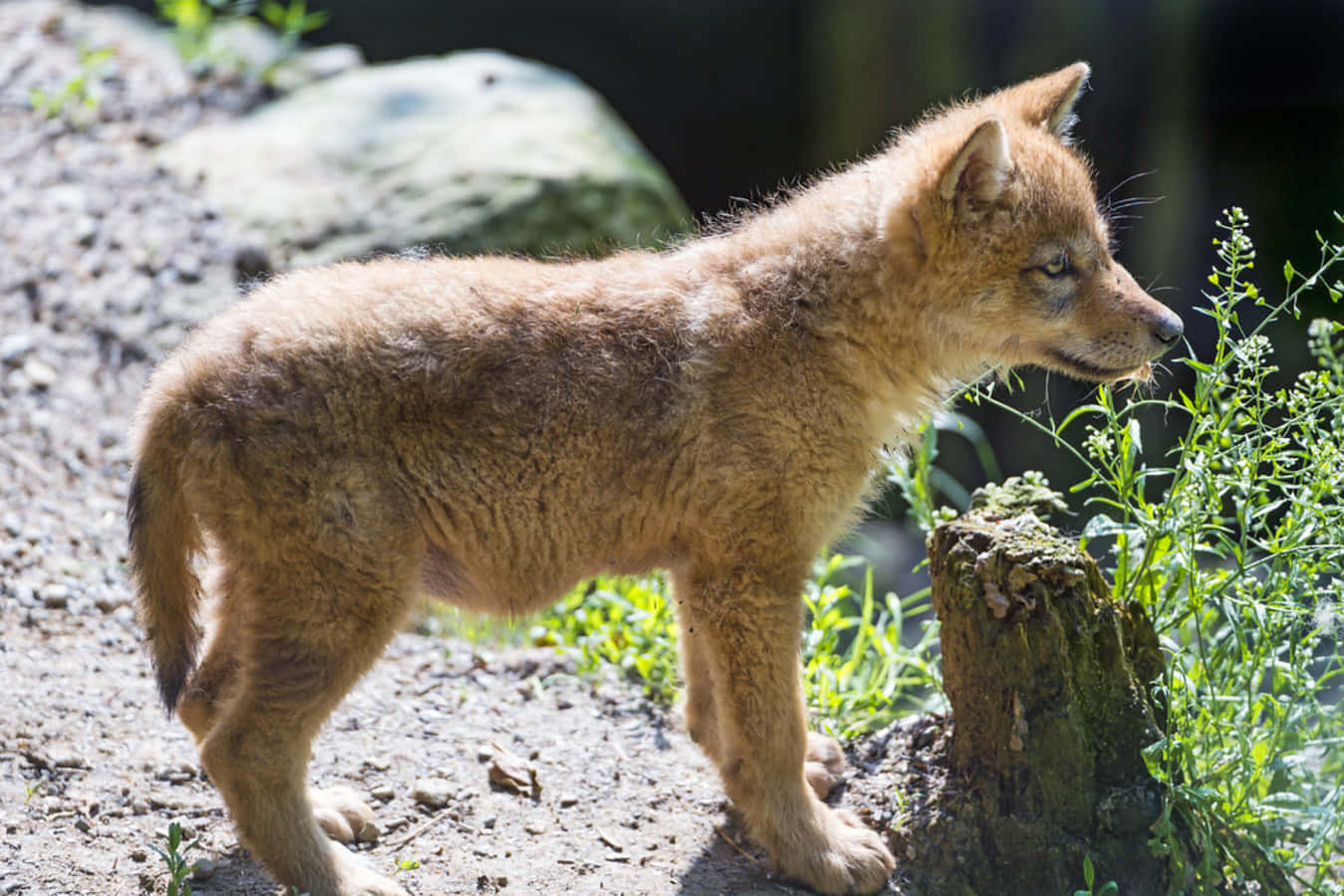 Adorable Wolf Pup Exploring Nature Wallpaper