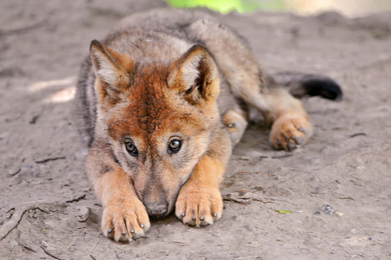 Adorable Wolf Pup Exploring The Wild Wallpaper