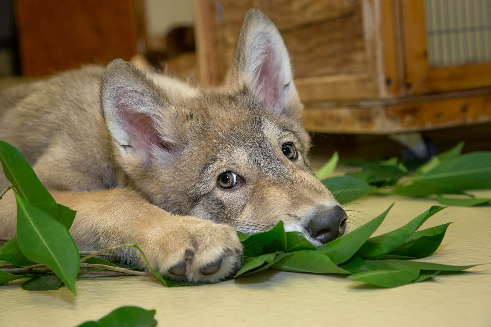 Adorable Wolf Pup Exploring The Wild Wallpaper