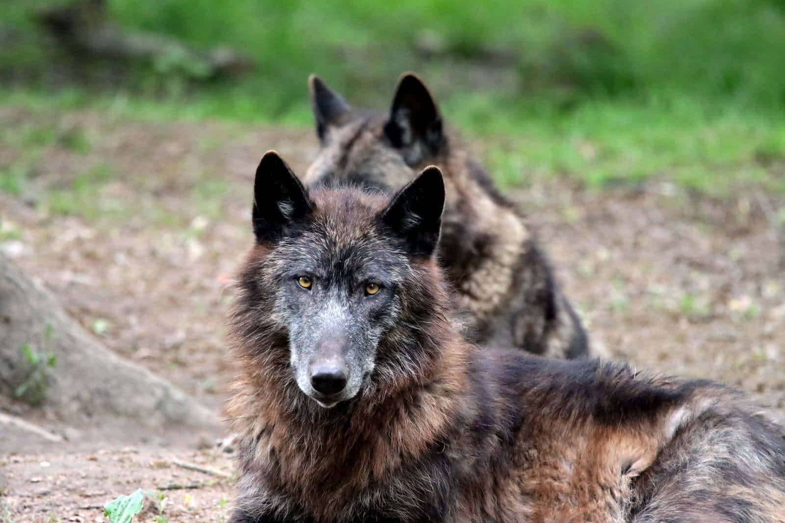 Adorable Wolf Pup Exploring The Wilderness Wallpaper