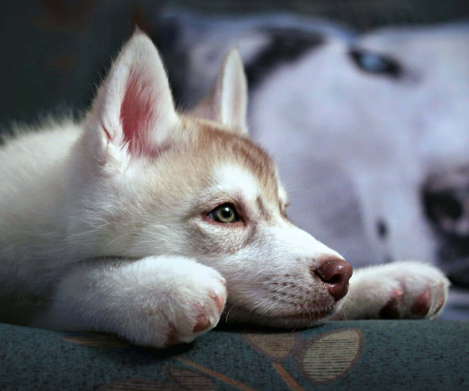 Adorable Wolf Pup Exploring The Wilderness Wallpaper