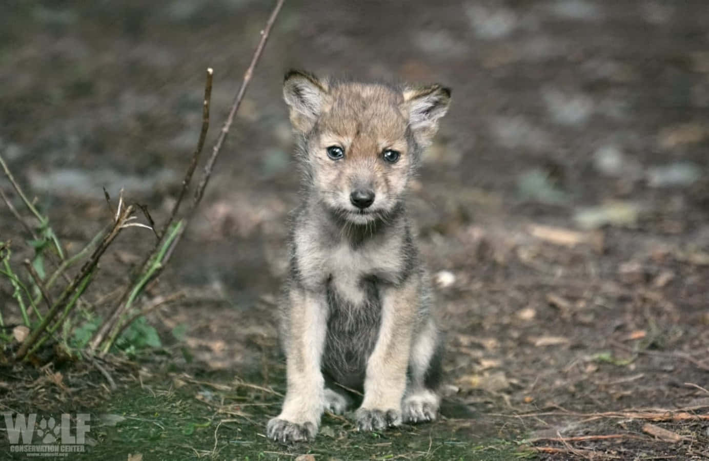 Adorable Wolf Pup Exploring The Wilderness Wallpaper