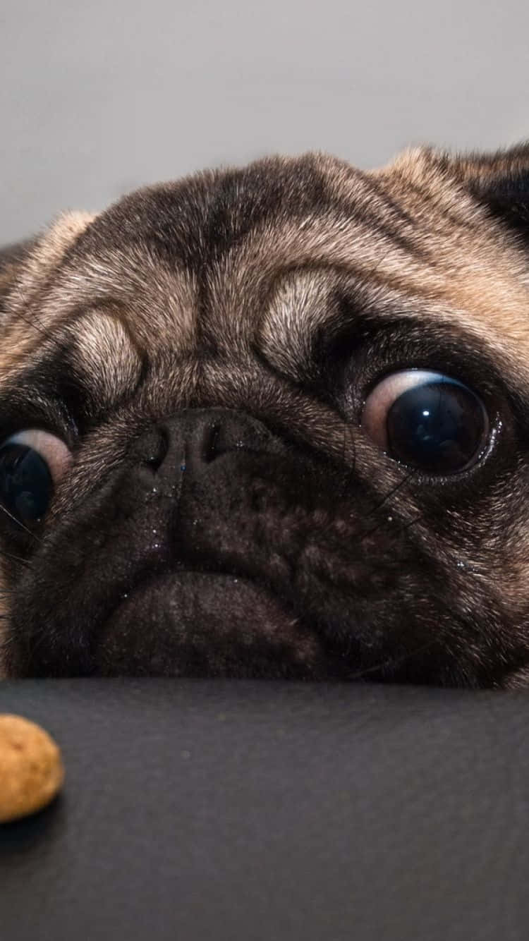 Adorably Cute Little Pug Pup Wallpaper