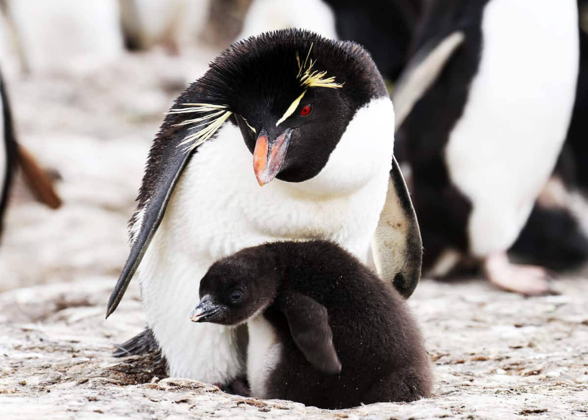 Adult And Baby Penguin Wallpaper