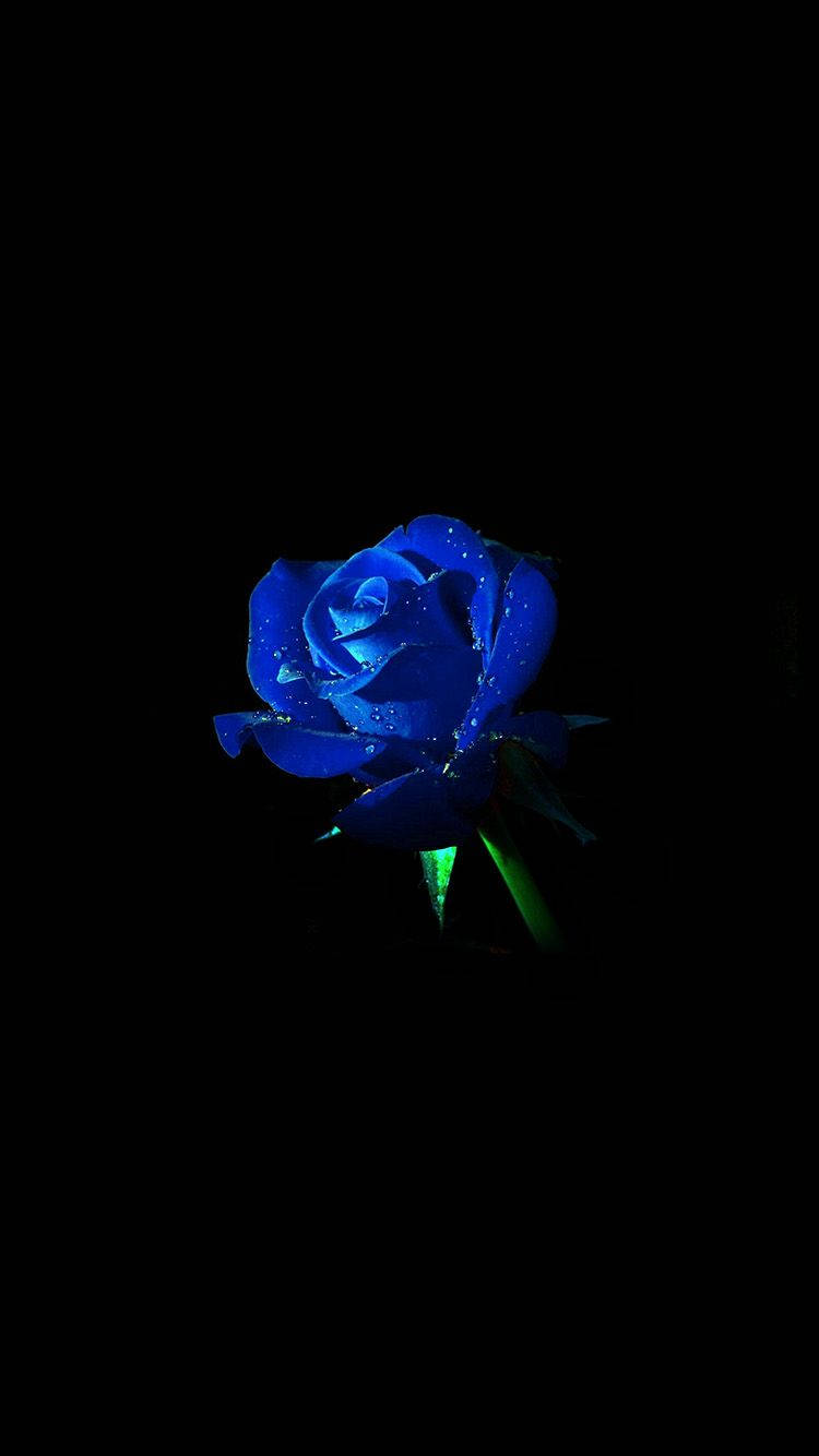 Aesthetic Blue Rose Iphone Wallpaper