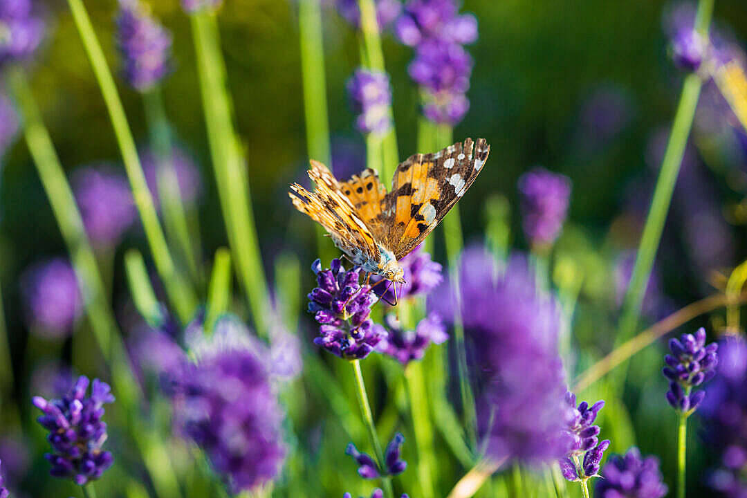 Aesthetic Butterfly In Lavender Fields Wallpaper