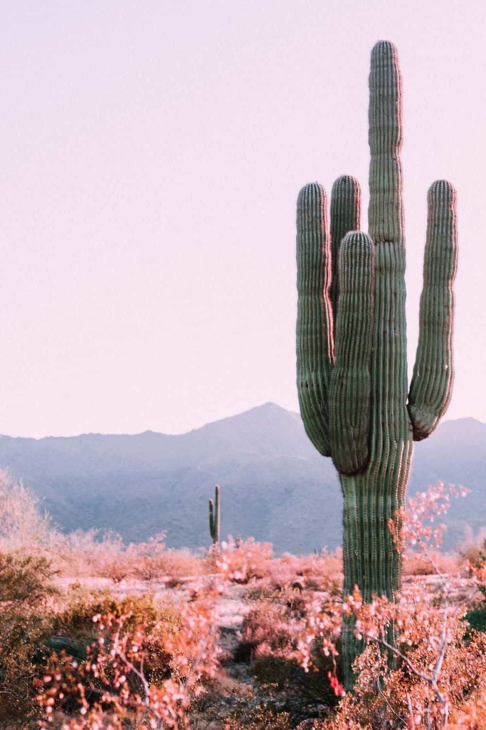 Aesthetic Cactus Desert Wallpaper