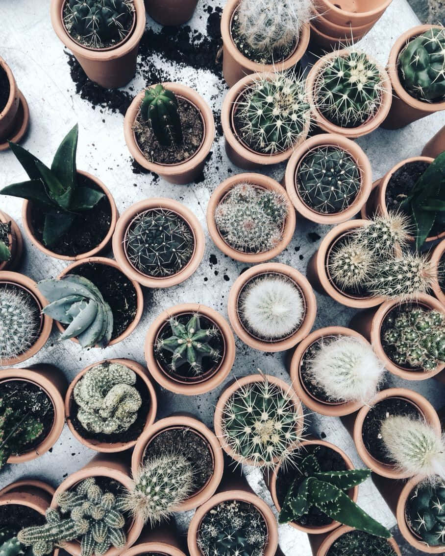 Aesthetic Cactus Succulents Wallpaper