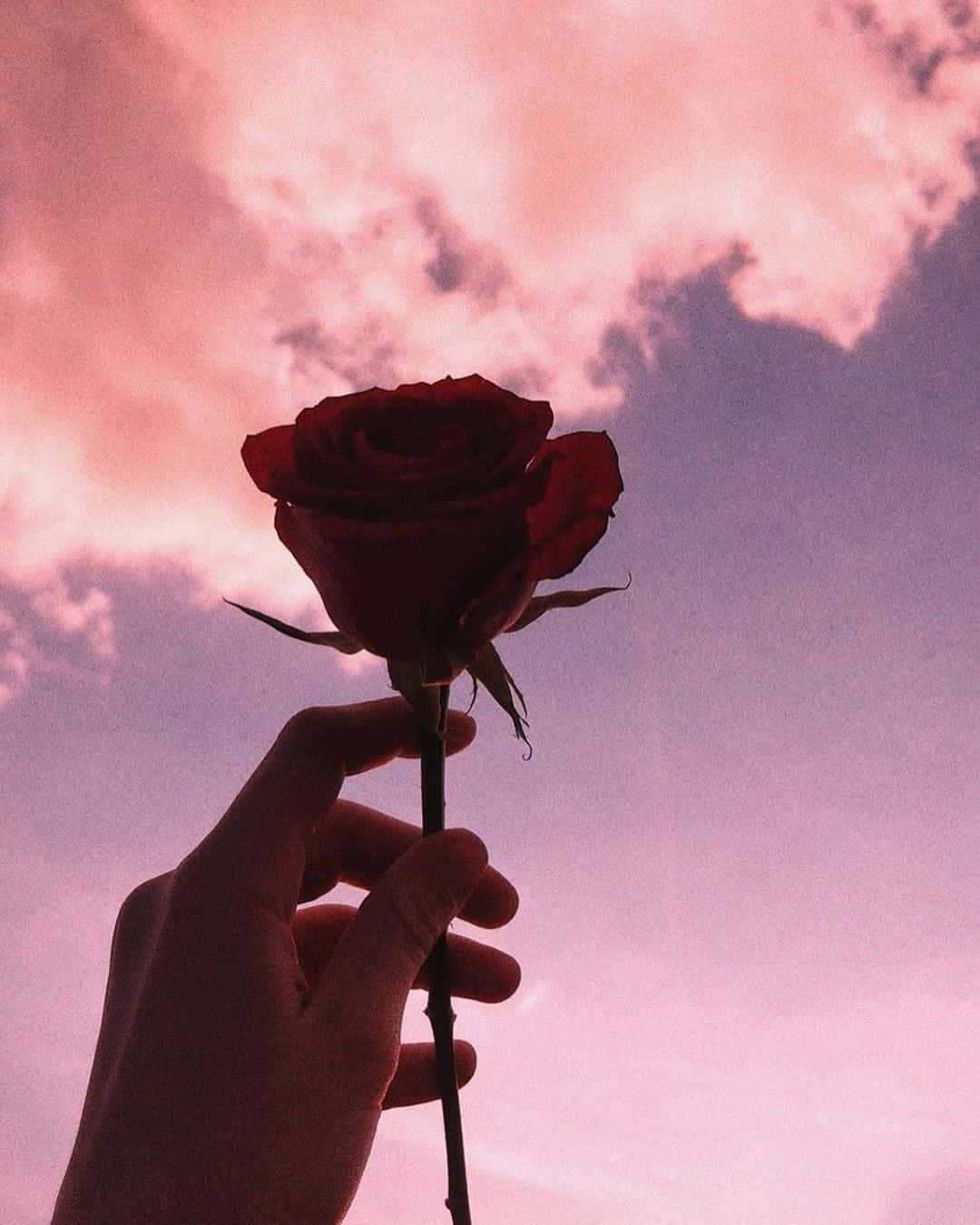 Aesthetic Instagram Rose Sky Wallpaper