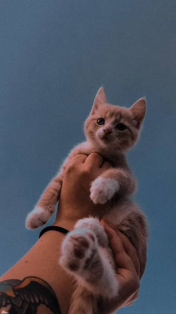 Aesthetic Iphone X Brown Kitten Wallpaper