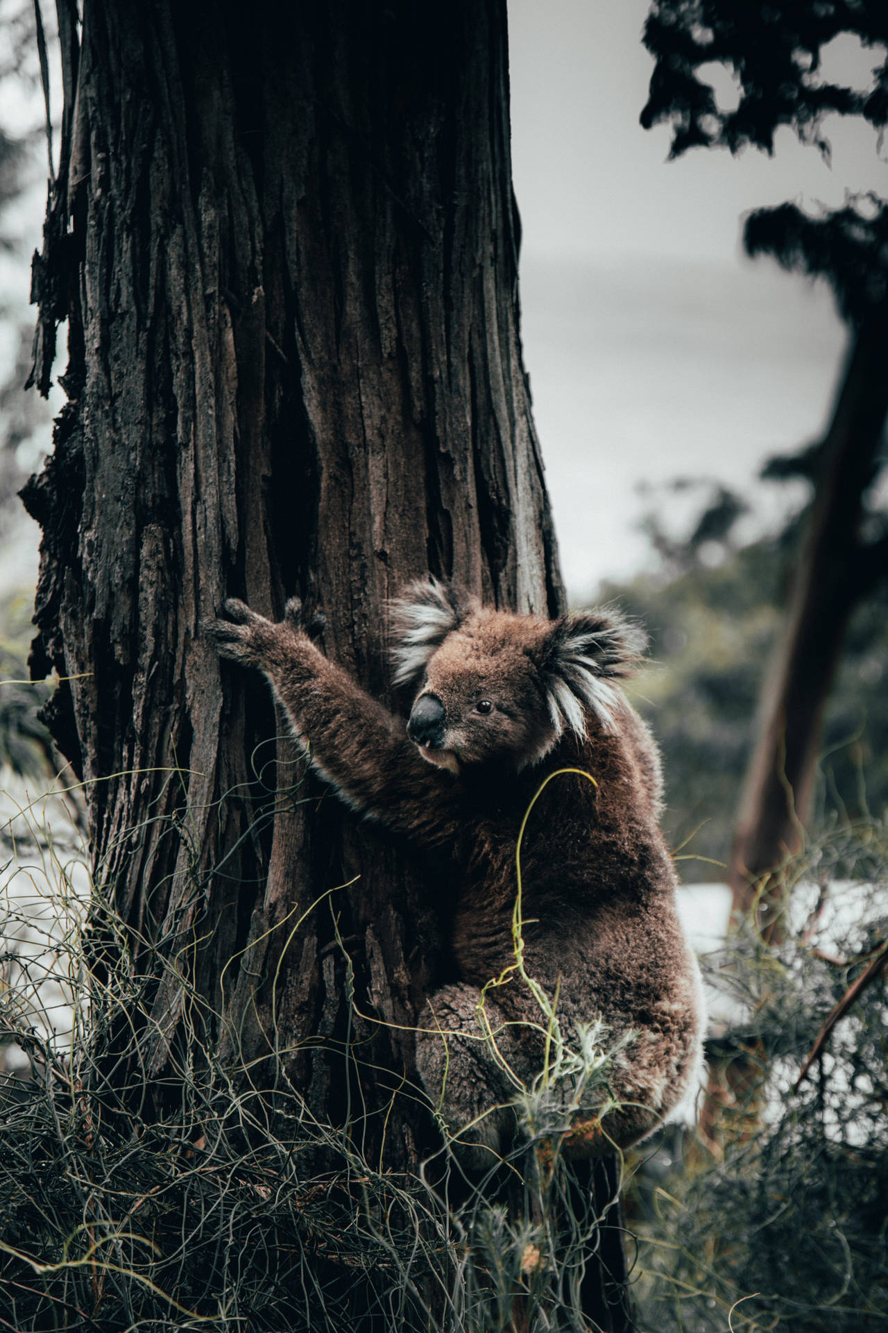 Koala Wallpaper HD 77417 - Baltana