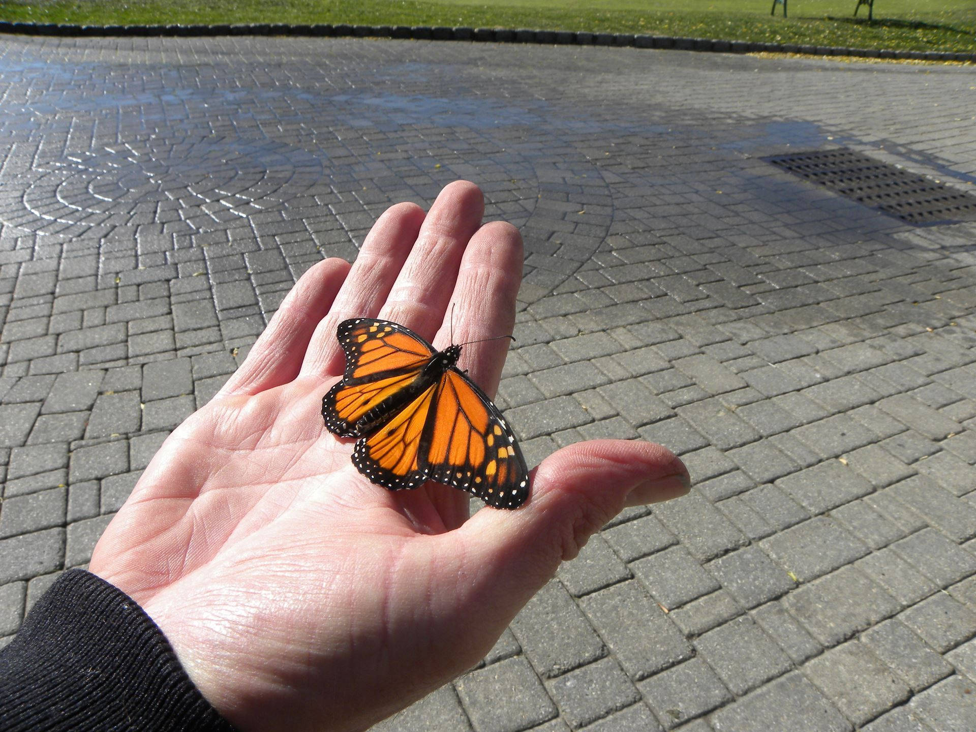 Aesthetic Orange Butterfly In Hand Wallpaper