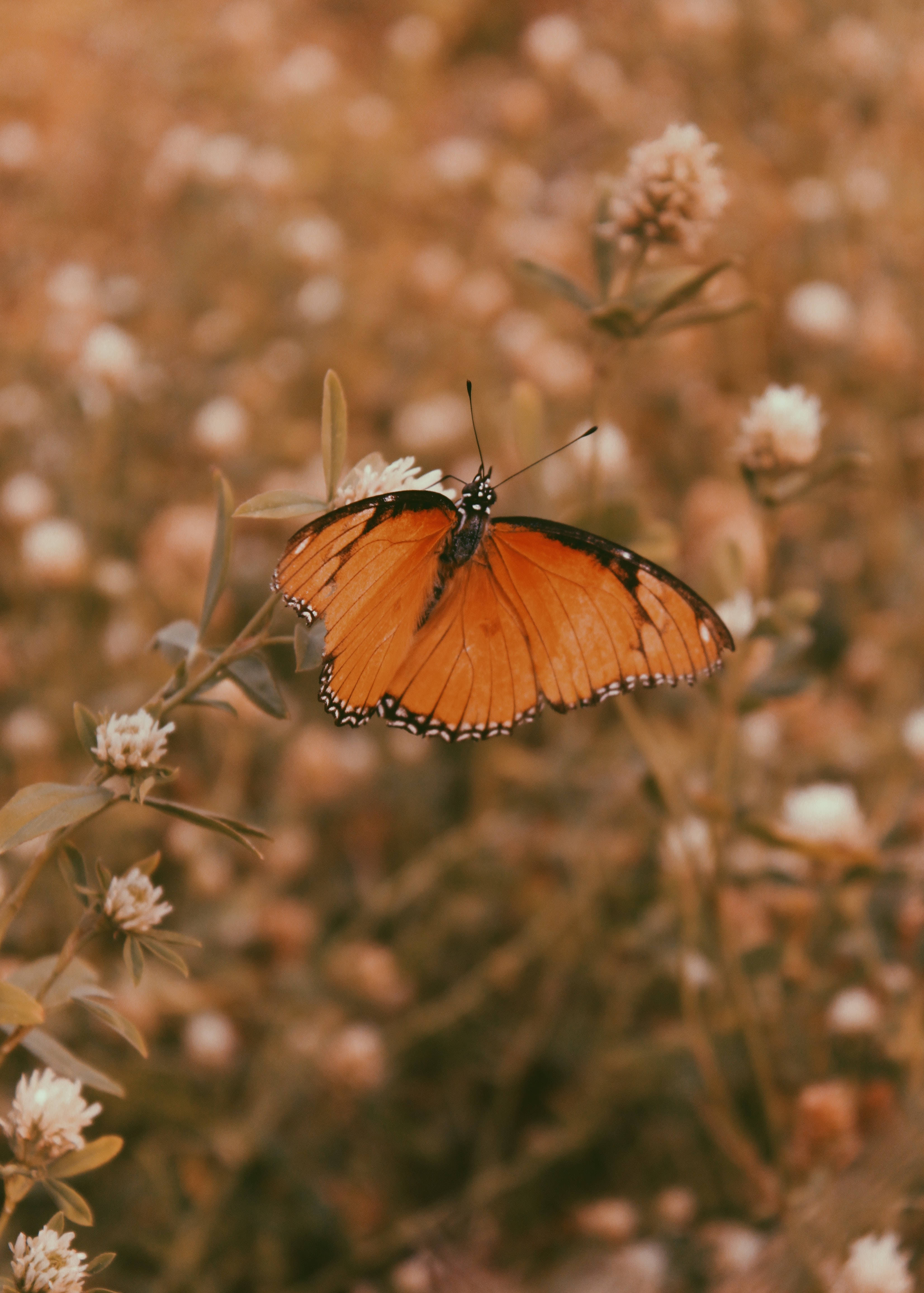 Aesthetic Orange Butterfly On Flower Wallpaper