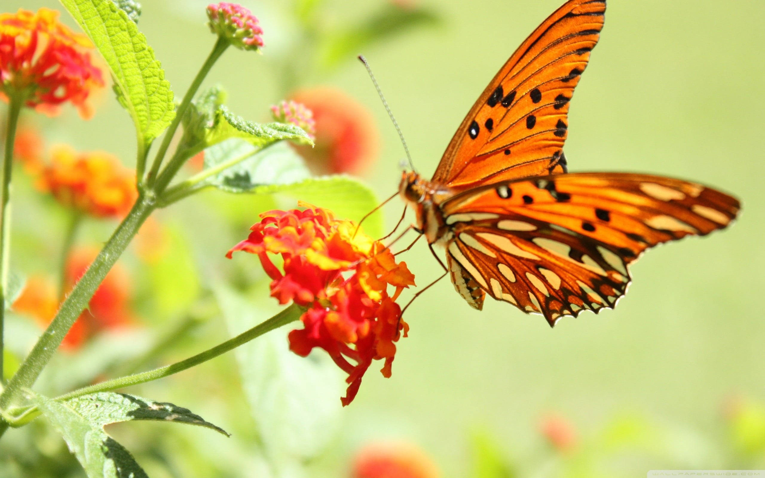 Aesthetic Orange Butterfly On Lantanas Wallpaper